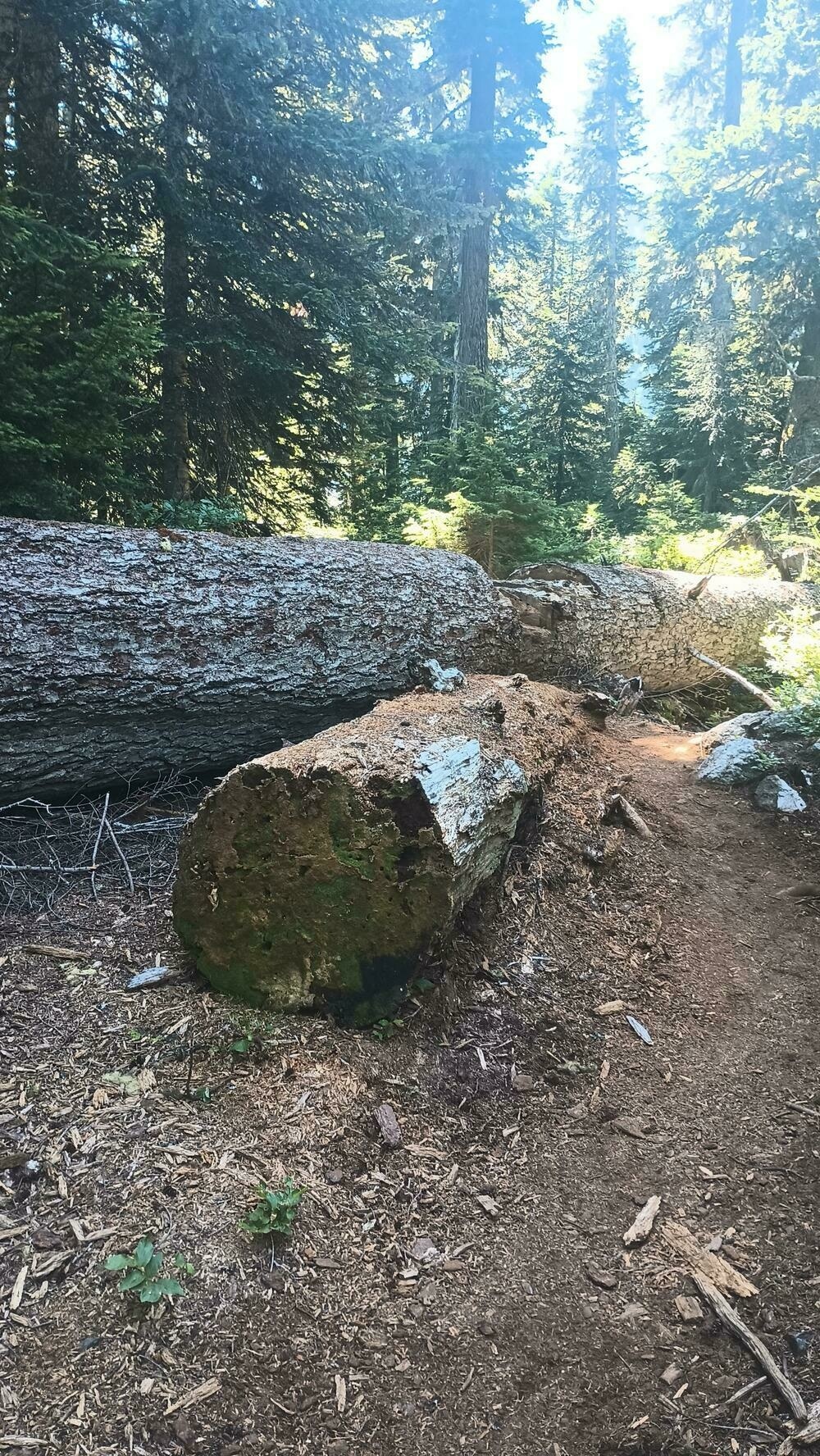 A maybe downed fir tree across the trail. A chunk has been helpfully cut out to provide a flat step over but there are several abandoned cuts that appear much more ambitious.