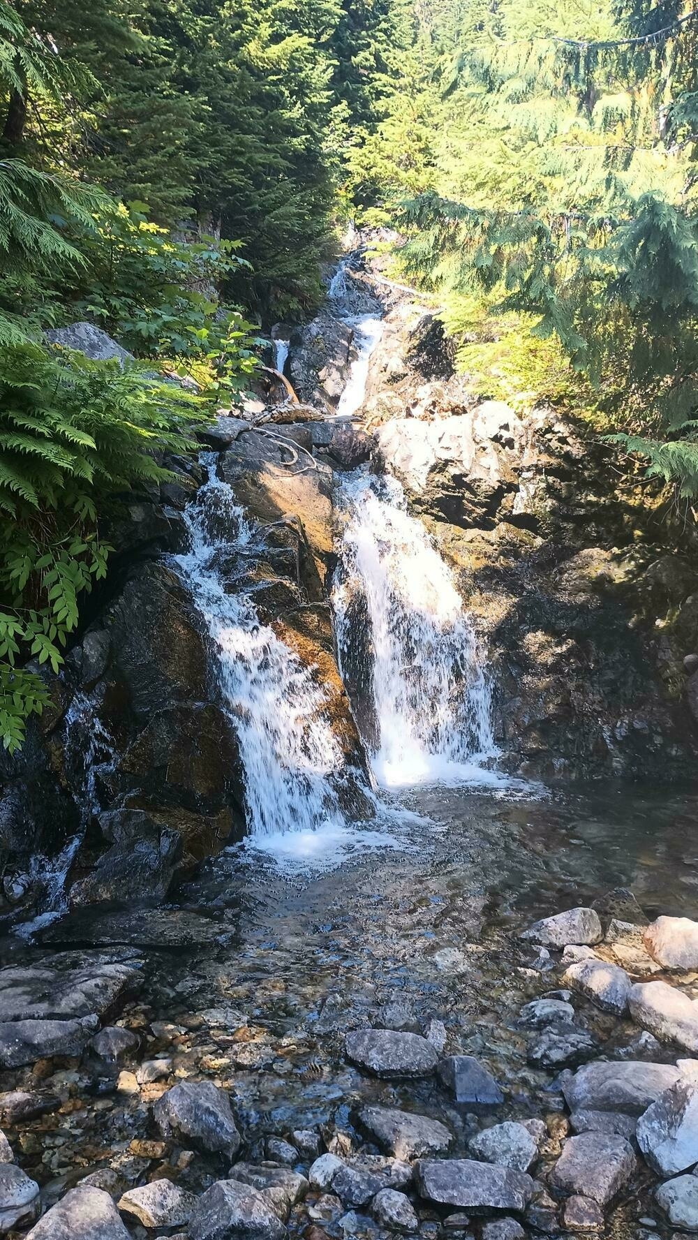 Water leaps down tiers of rock, splitting and recombining multiple times before collecting in a pool, surrounded by ferns and cedars.