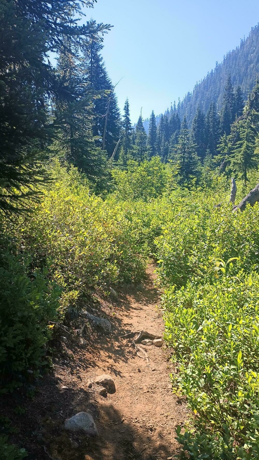 A dirt path through dense berry bushes in a valley. The surrounding hills are covered in evergreen forest.