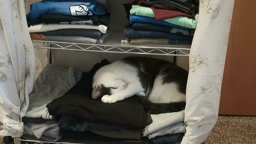 A cat curled up on a pile of clean clothes on a shelf.