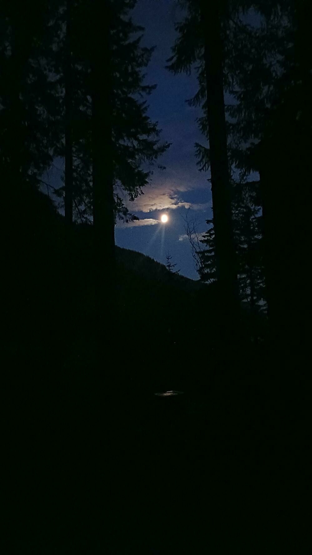 A full moon rises over the hill on the other side of the lake. Seen between tall fir trees.