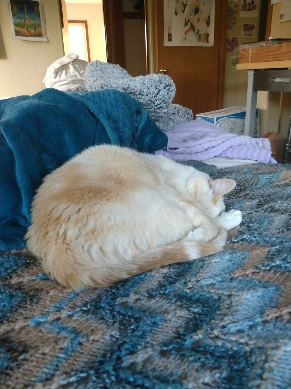 A cream colored cat contentedly curled in a ball, nose tucked under paw.