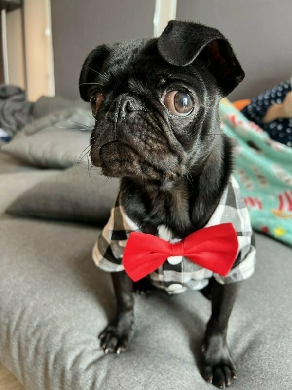 🐶 Miles cleans up well