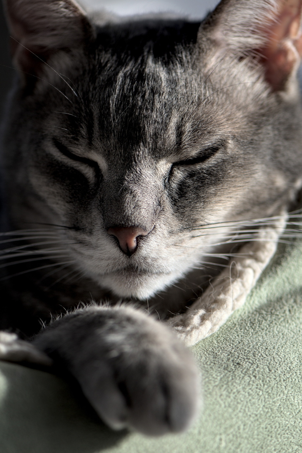 Closeup of a cat looking sleepy and somewhat grumpy.