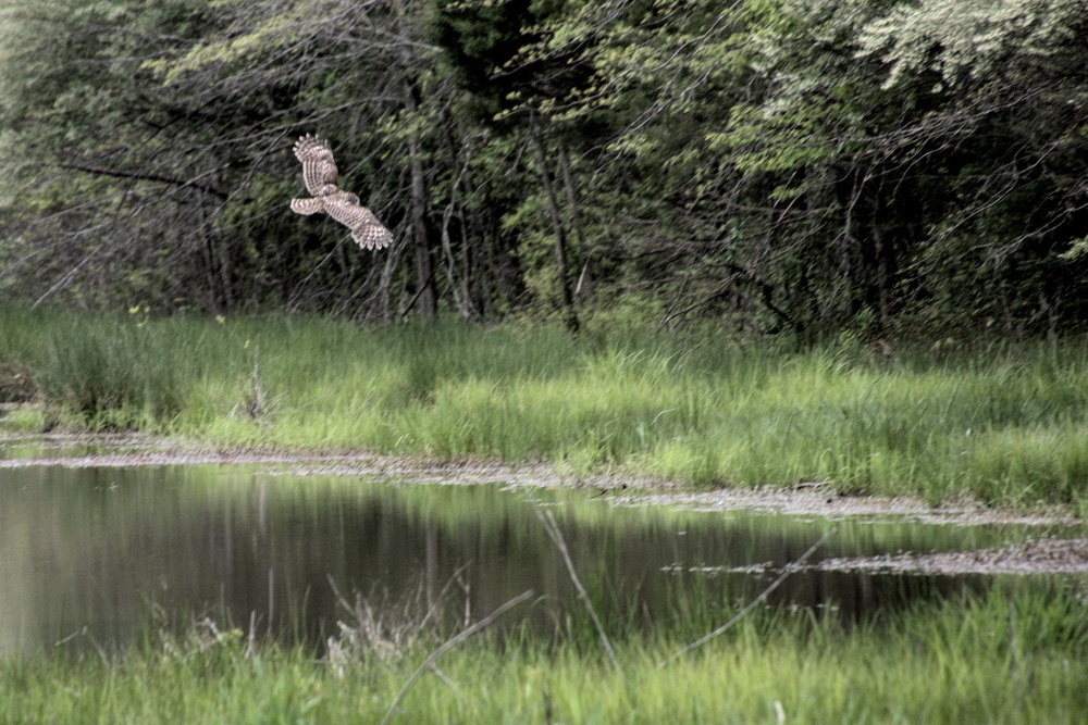 Barred Owl in flight over a marsh.
