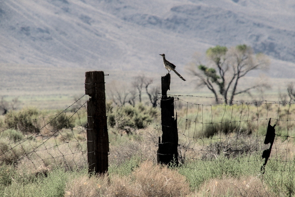 Roadrunner on an old, burned fencepost in the Owens Valley.