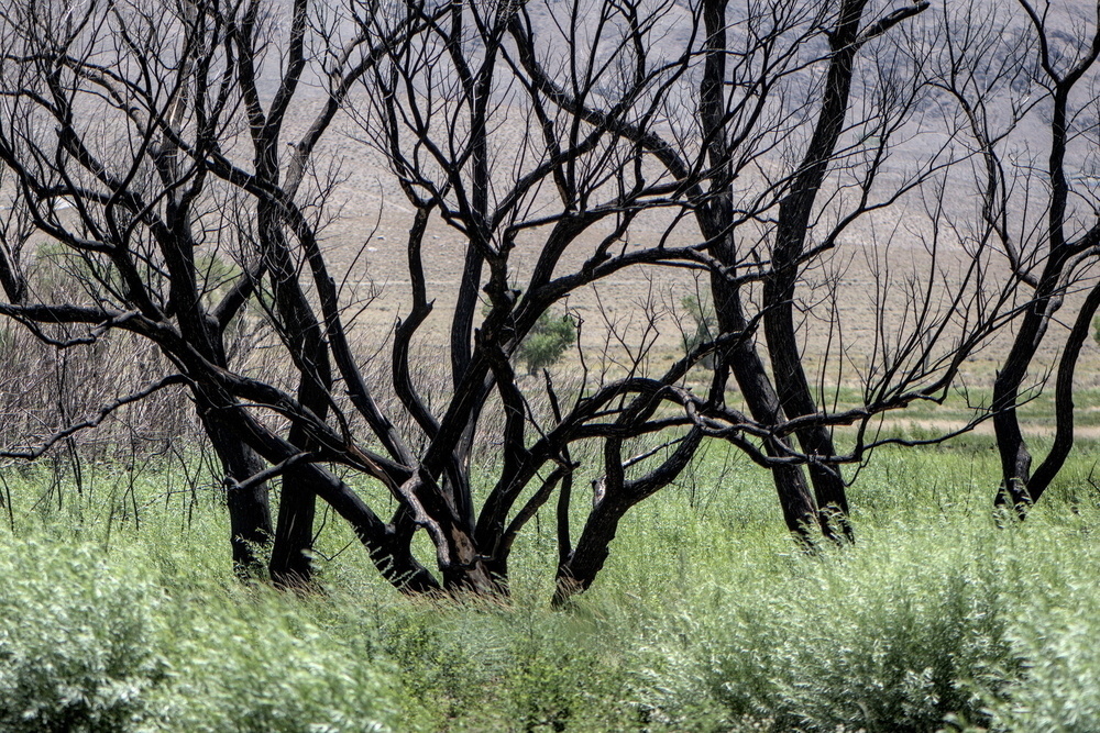 Trees blackened by fire amid tall green grasses.