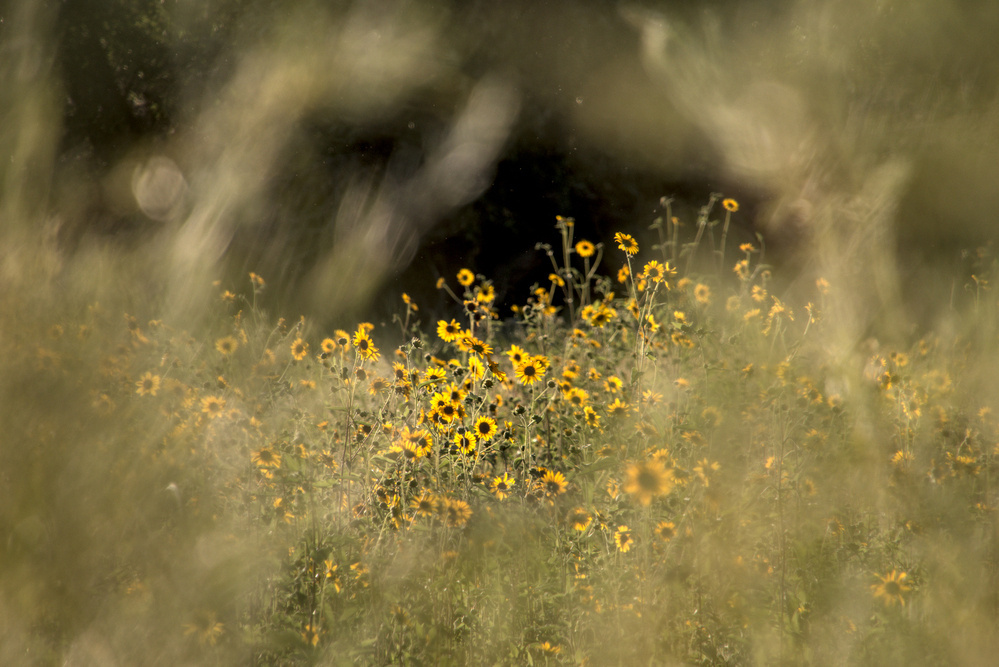A group of wildflowers, Brown-eyed Susans or similar, is glimpsed through a hole in some foliage.