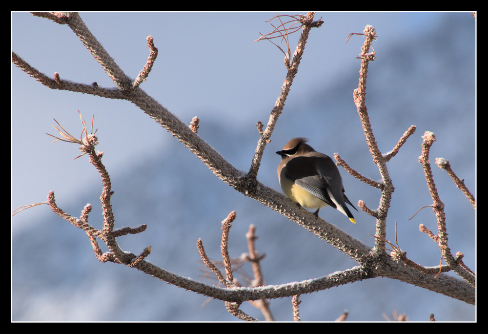 A Cedar Waxing sits in a dead tree.