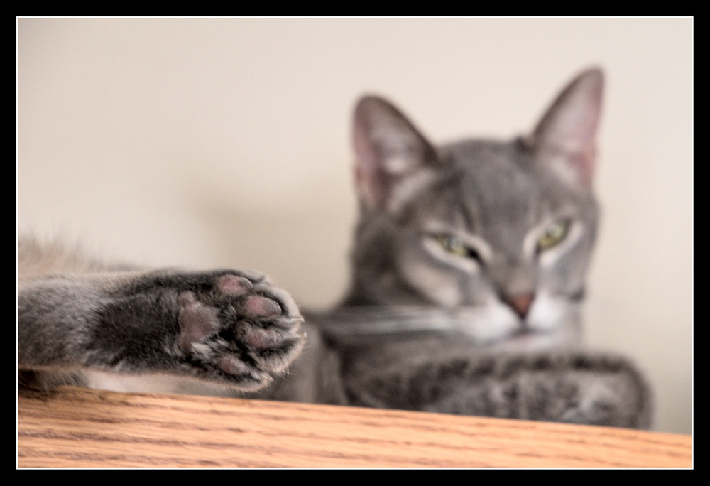 A cat lays on top of a cupboard, it's rear paw hanging off the edge, close to the camera and the only part of the image in focus.