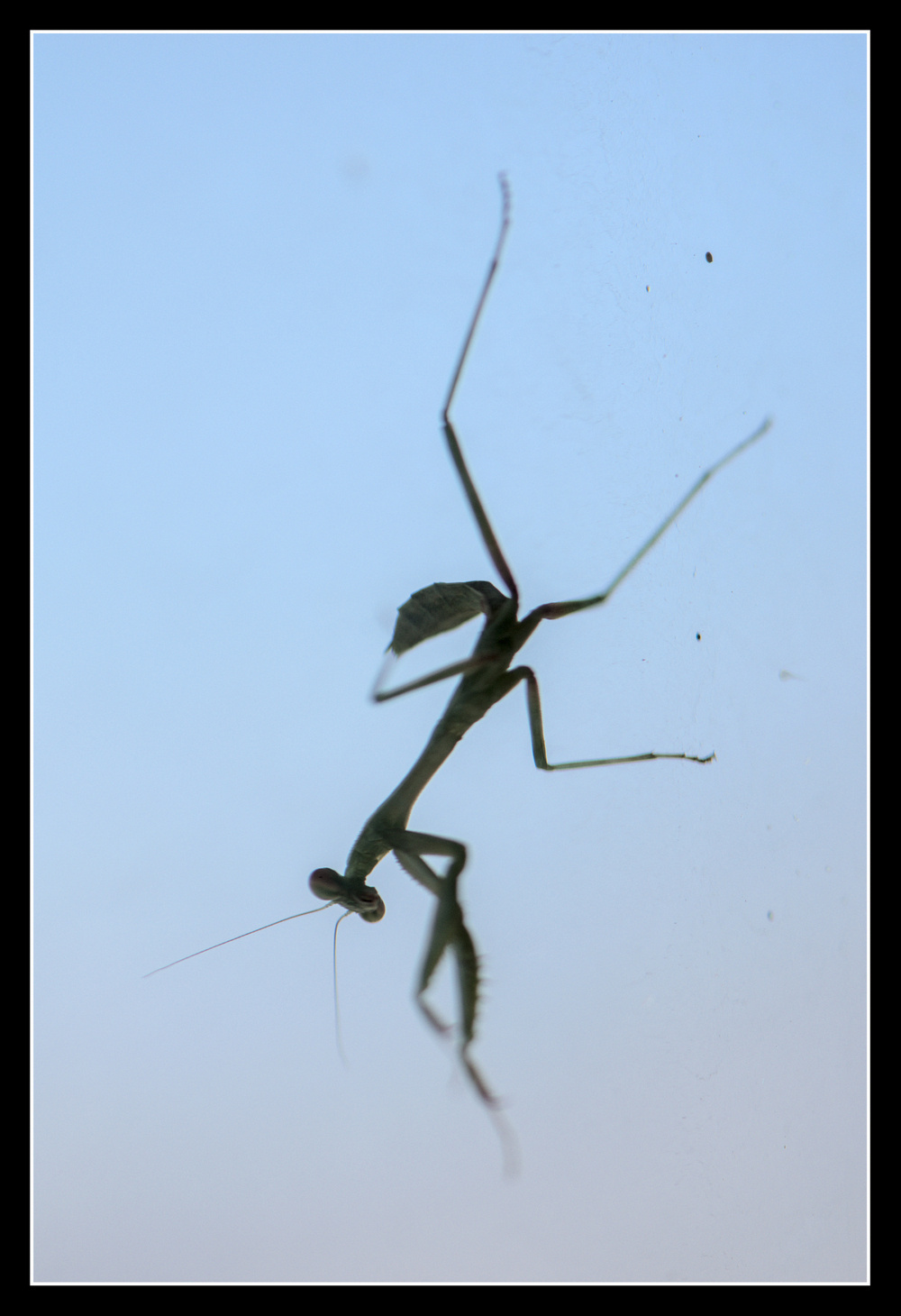 A praying mantis clings to a window.