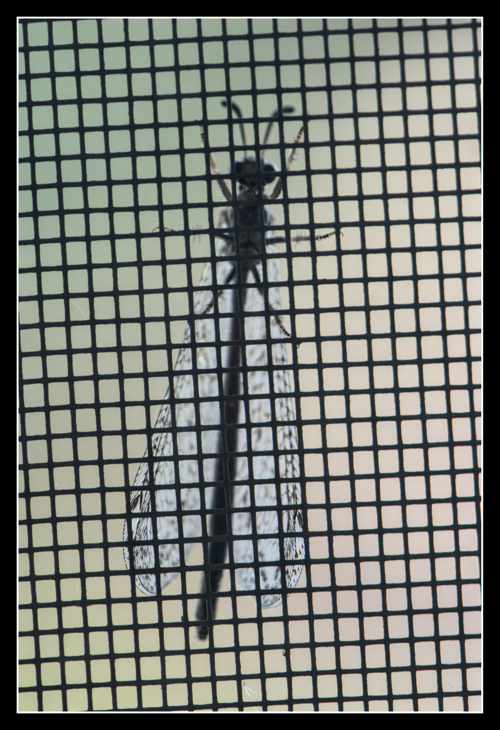 The underside of a lacewing is seen close up, through a window screen.