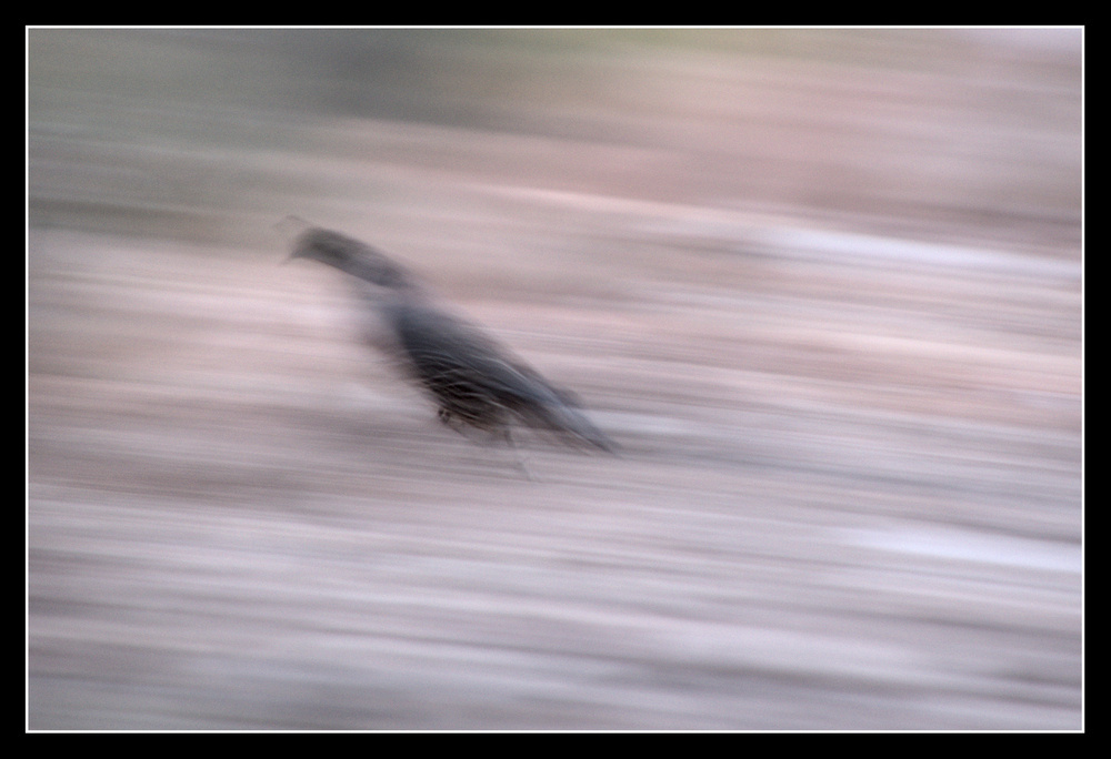 The image is entirely motion-blurred as the camera follows a quail running along the ground in dim light.