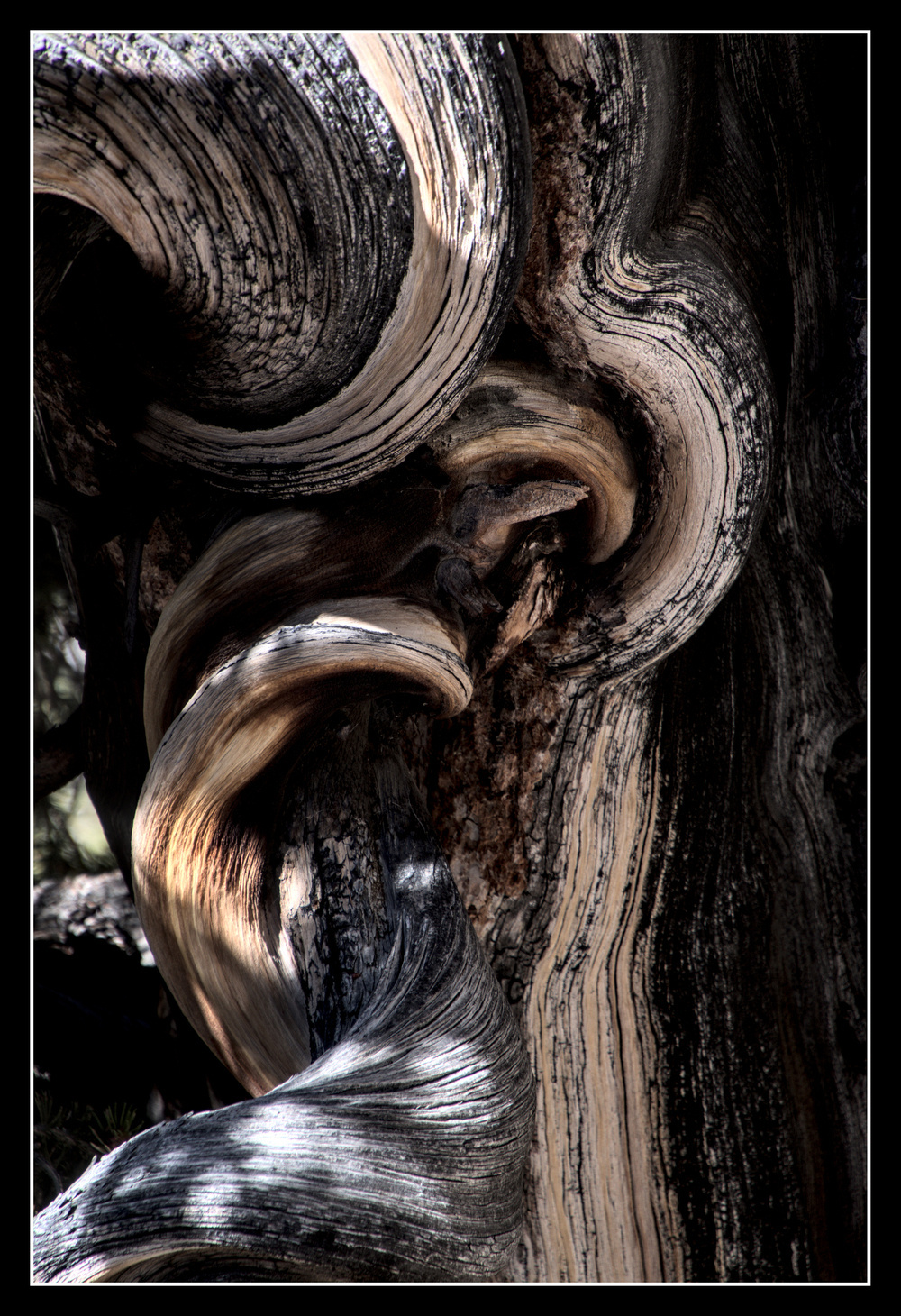 A tree trunk has many unusual twists and curls.