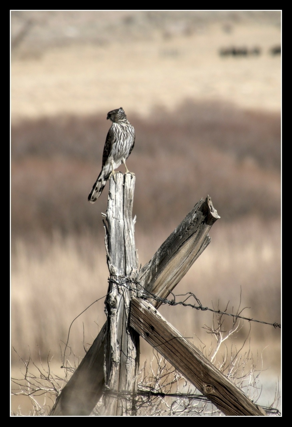 A Coopers Hawk sits on a post over a grassy valley.