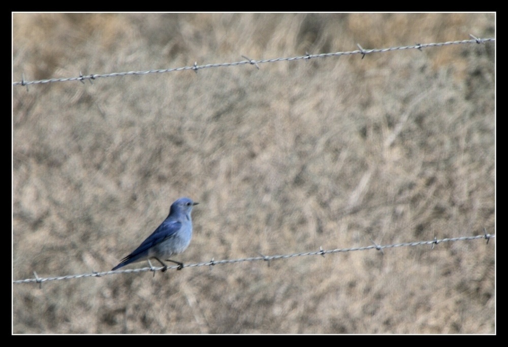 A blue bird sits on a strip of barbed wire with desert sage behind.