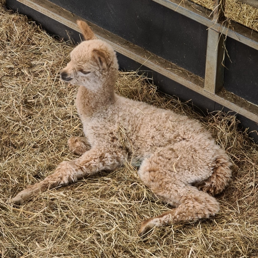 Baby alpaca