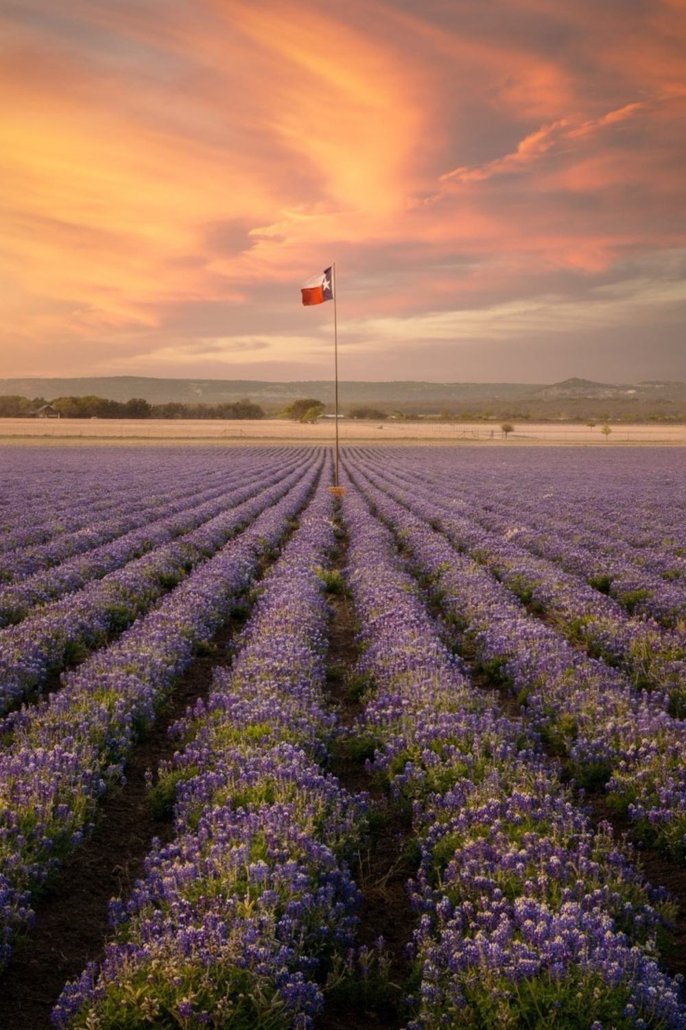 Bluebonnets_FredericksburgTX scaled.