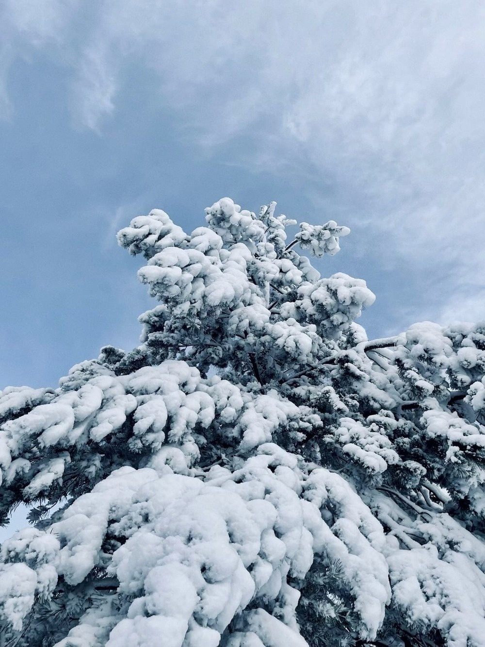 Another snowy pine tree with a heavy layer of snow.