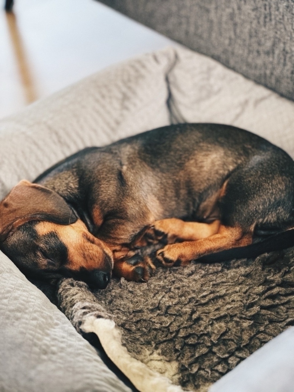 A curled up dachshund pup taking a nap.