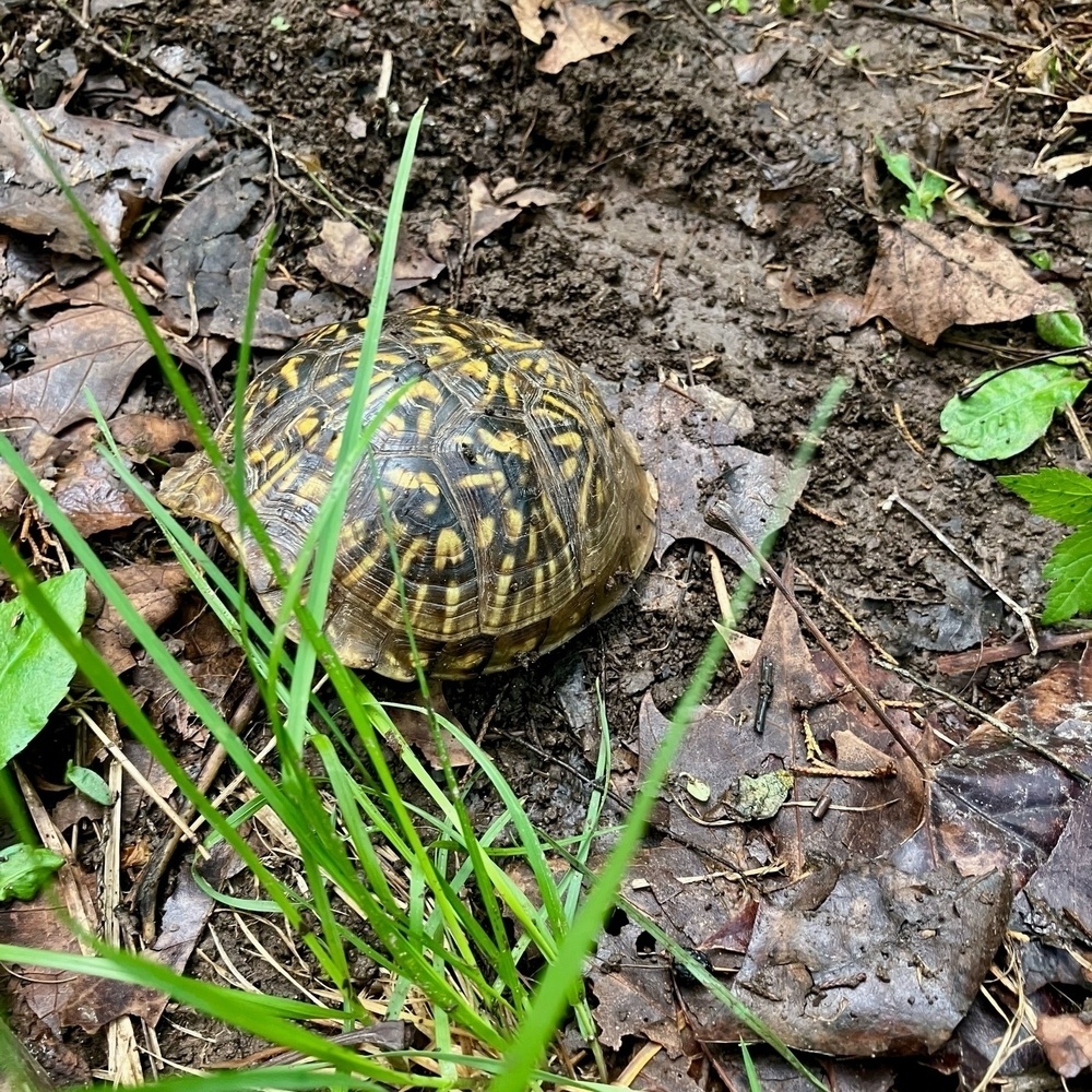 A turtle is is closed up in his shell with some leaves with grass nearby.