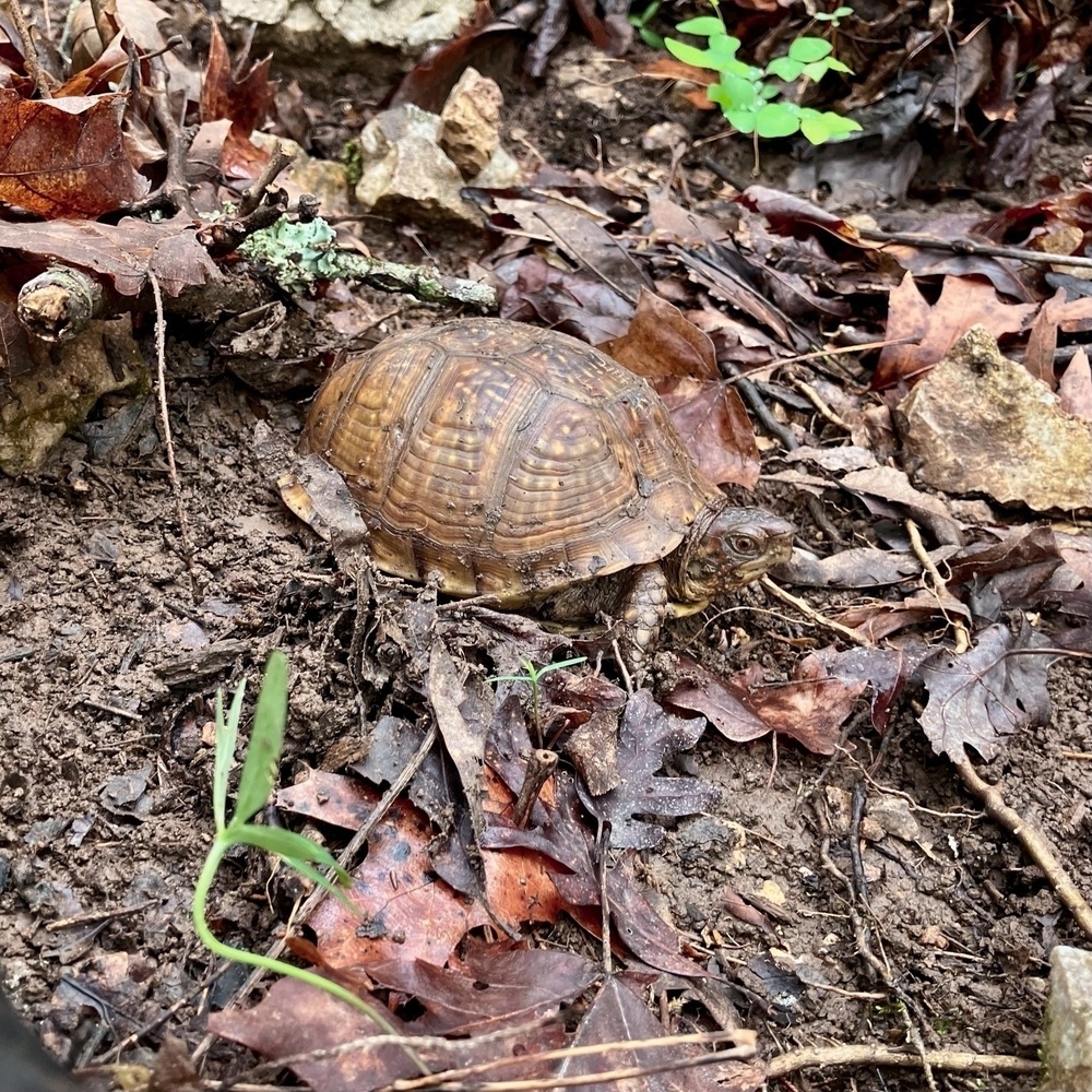 A turtle is camouflaged among brown leaves and rocky soil.