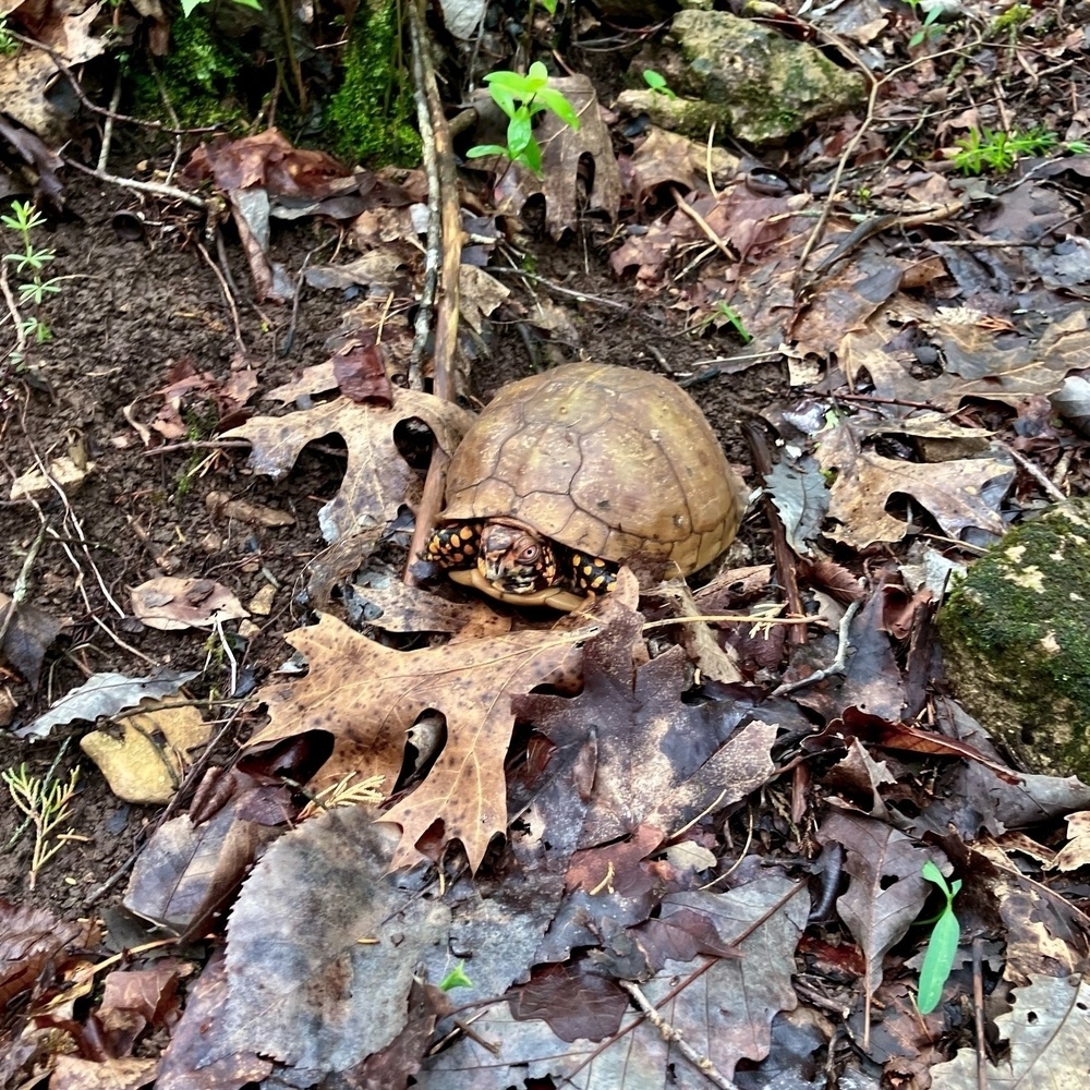 A box turtle is partially hidden among dry leaves and forest ground cover.