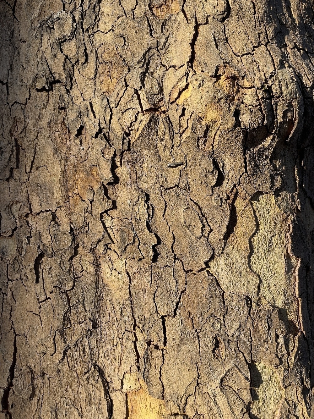 Closeup of tree bark with early morning light and staple.