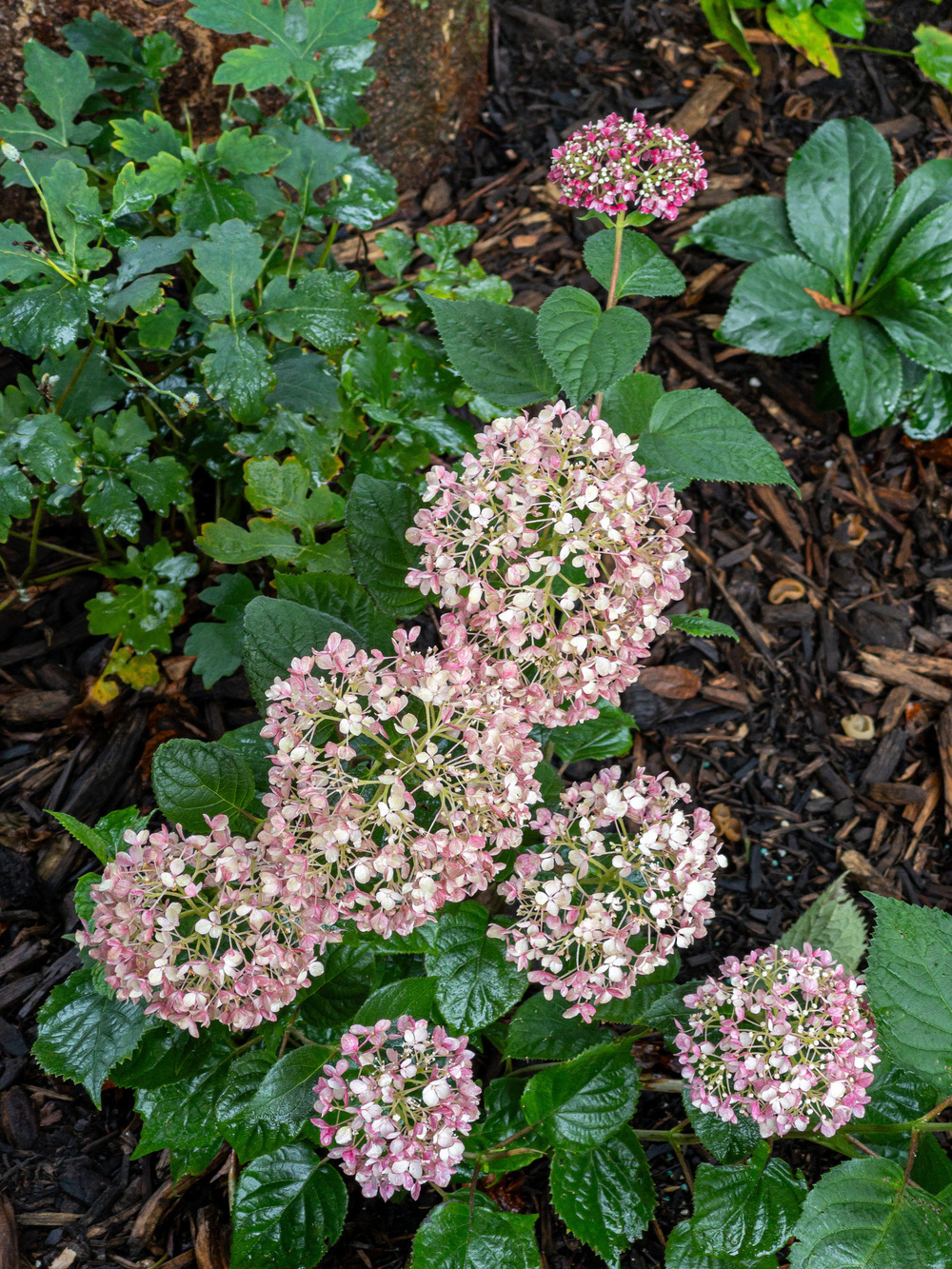 Hydrangea like pink blooms.