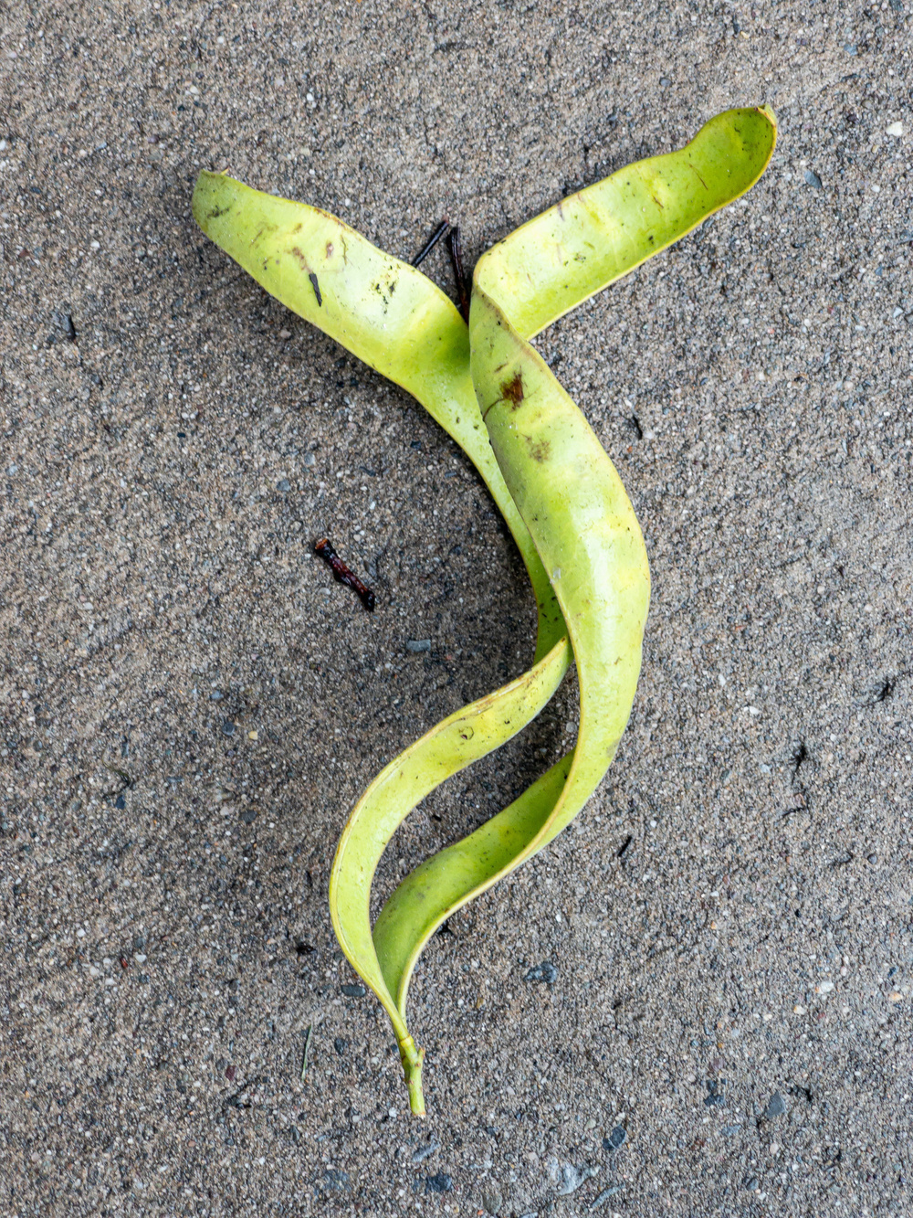 Two spiraling seed pods wrapping around each other.