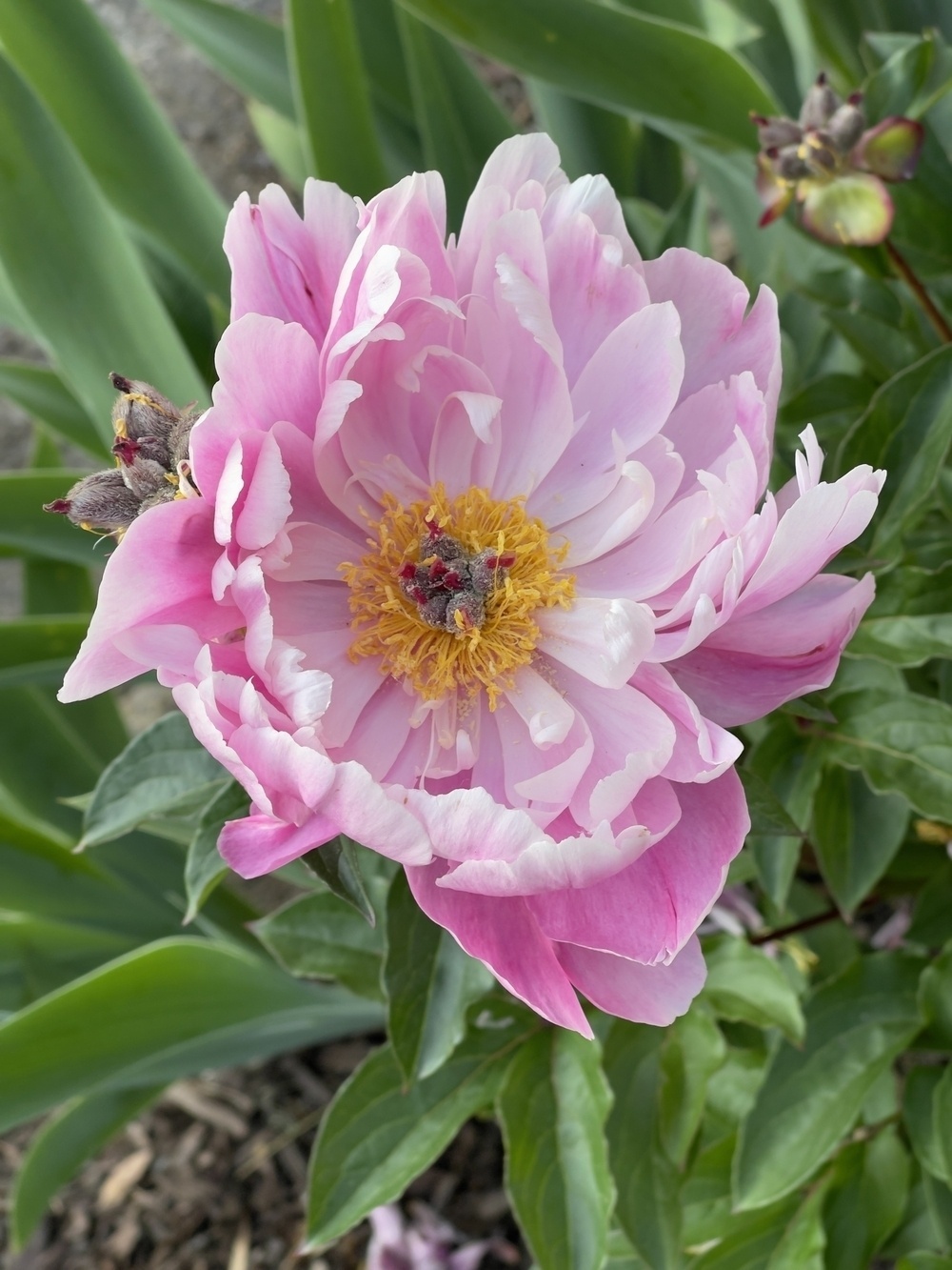 Light pink peony with yellow center.