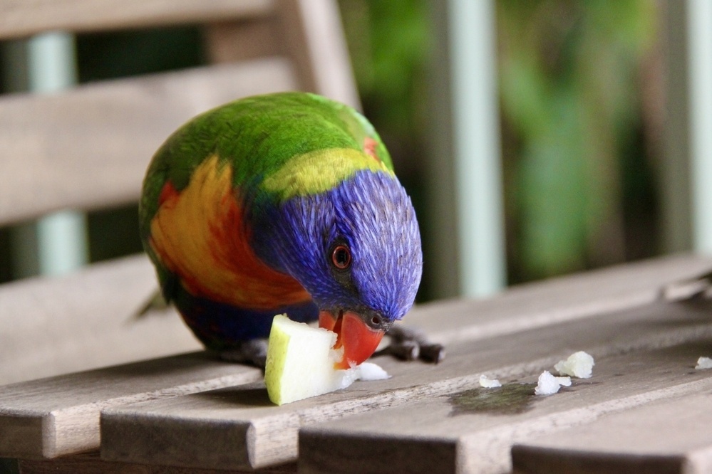 A rainbow lorikeet holds a piece of pear down to eat it while on an outdoor setting with a railing and macadamia tree in the background