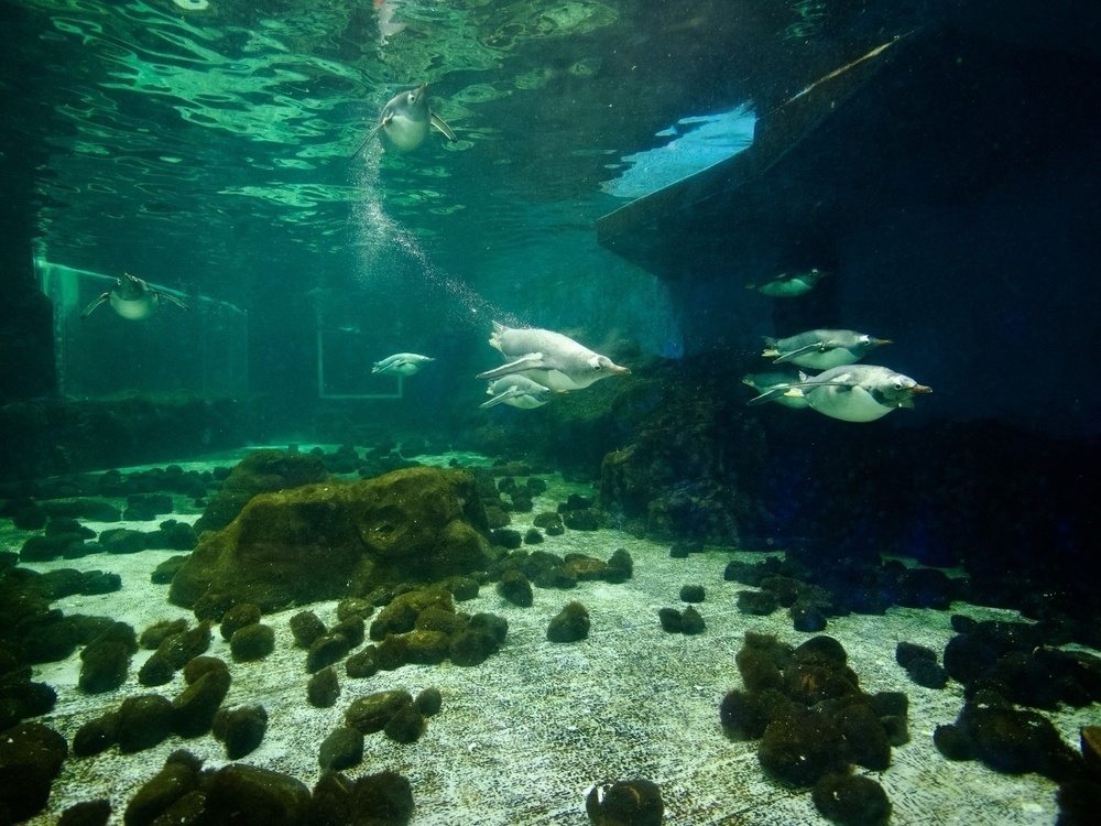 A group of penguins swimming underwater