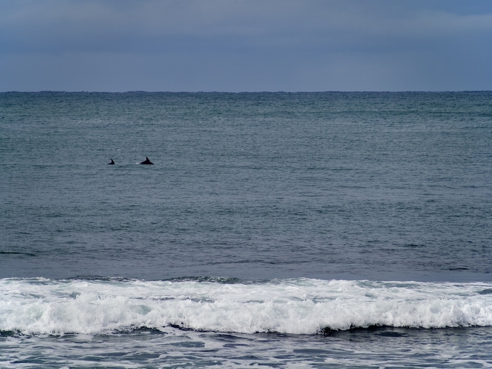 Dolphins’ fins breaking through the surface of the sea