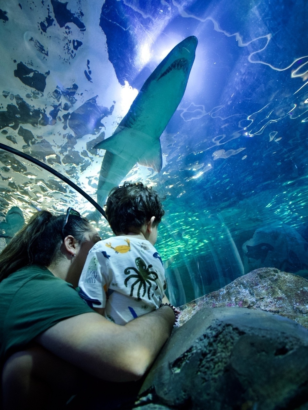 Looking up at a shark swimming overhead