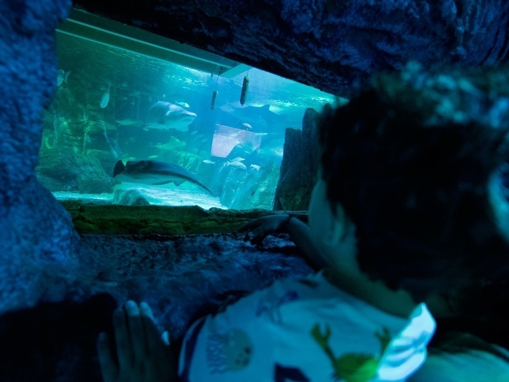 Looking over a toddler's shoulder at a tank with a shark and sting ray