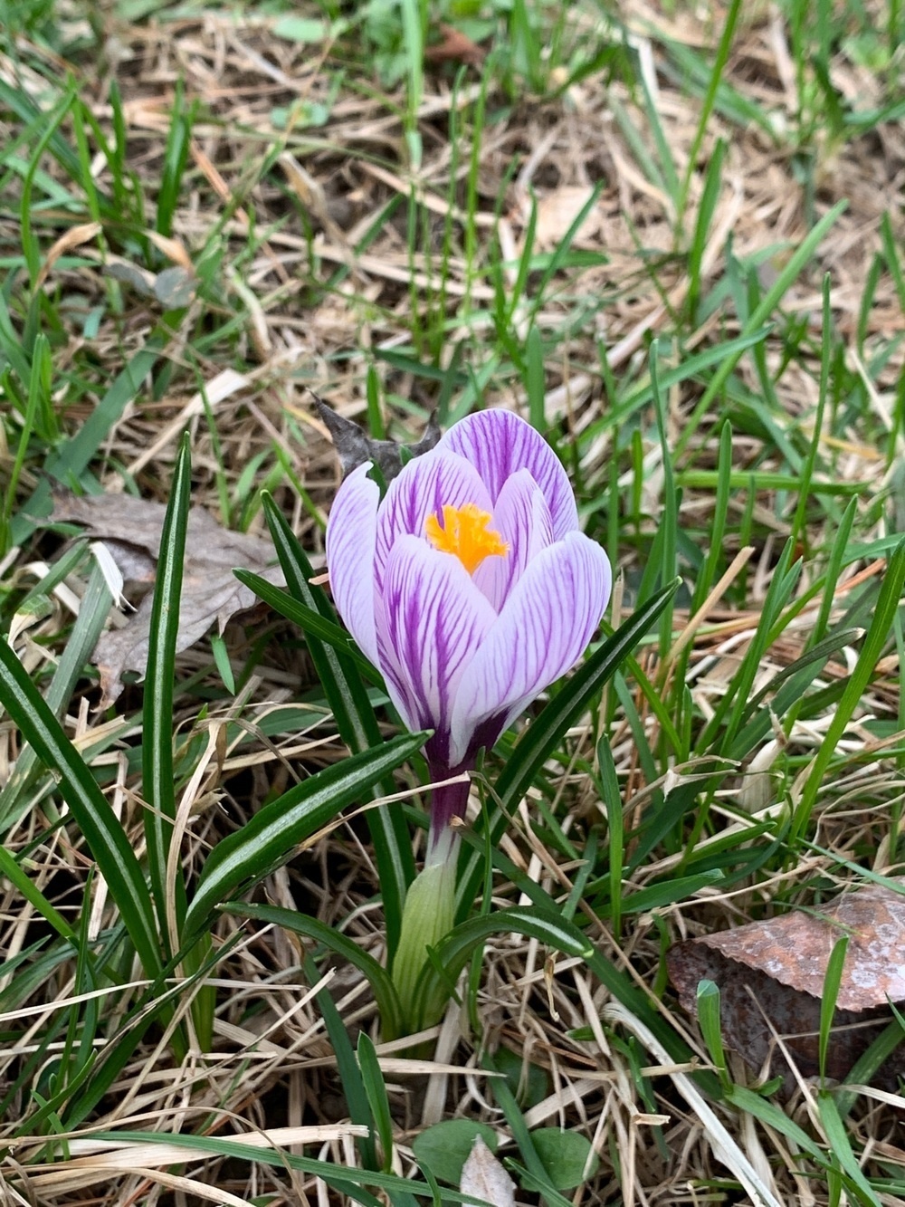white and purple streaked crocus with bright yellow stamen surrounded by spring grass