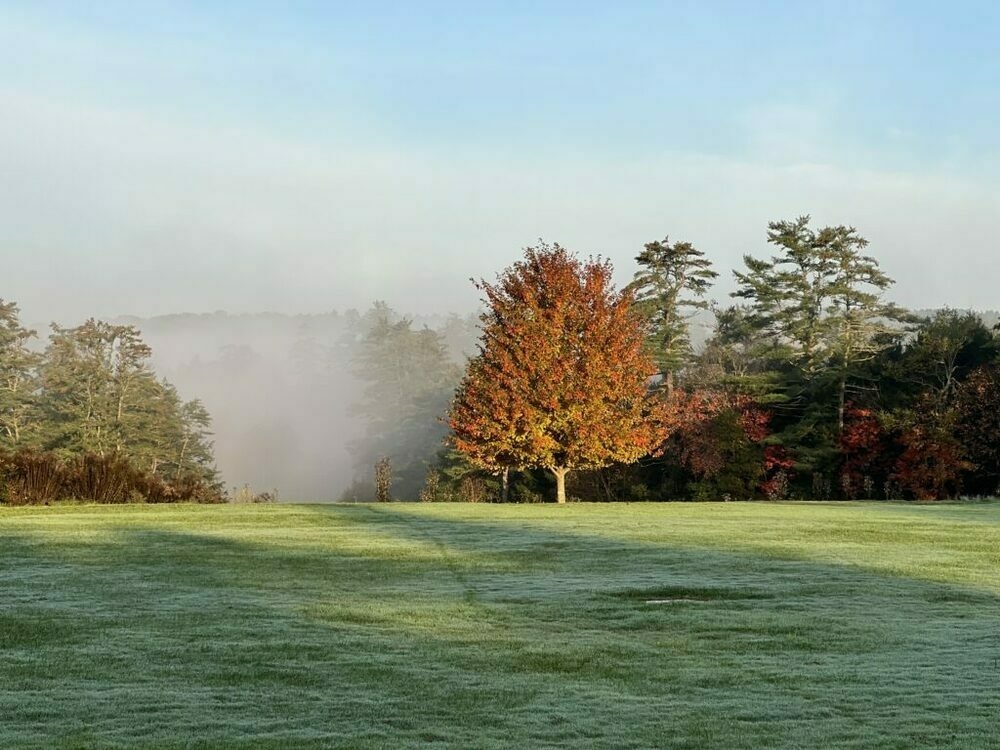 tree with ruddy brown and red leaves on manicured lawn highlighted by sunlight with a forested valley shrouded in mist in the background