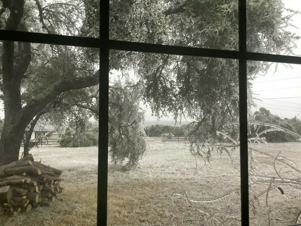 View outside window showing tree branches weighed down by ice, and ice covered smaller tree in foreground. Also there’s a pile of large cut logs up against another tree trunk. Overall an icy winter scene. 