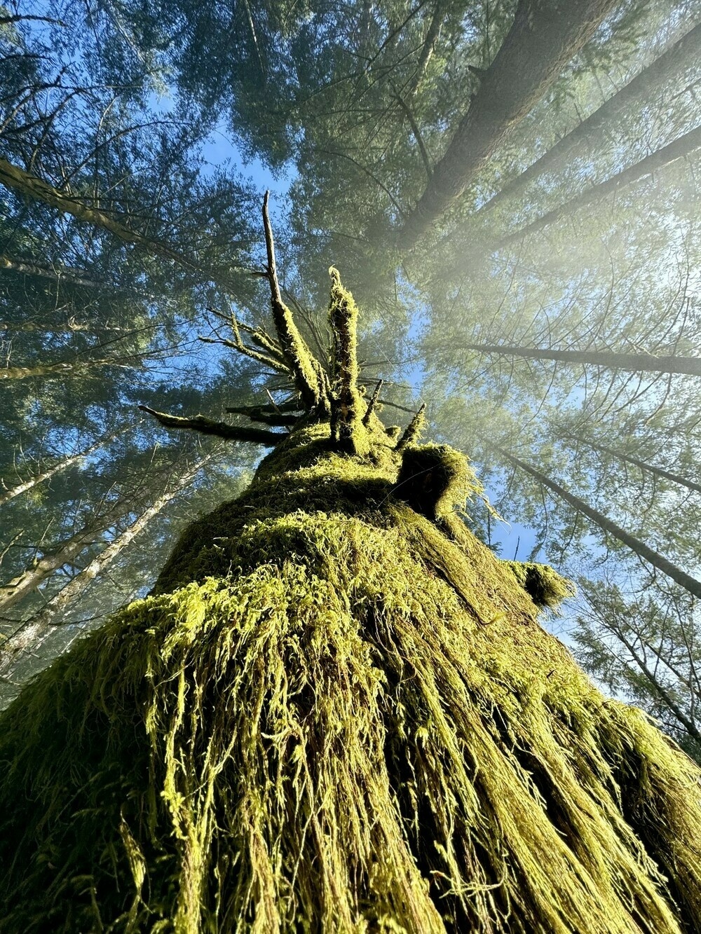 Looking up the trunk of a large moss covered tree in morning sunlight. Thick strands of light green moss mostly cover the tree and partial limbs. Sun is shining on the tree from the right. A canopy of trees overhead with blue sky showing through.