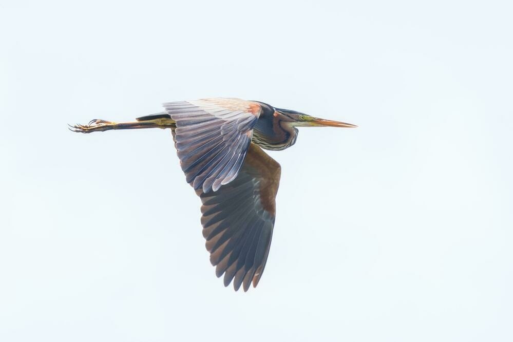 Purple heron in flight seen from the side.