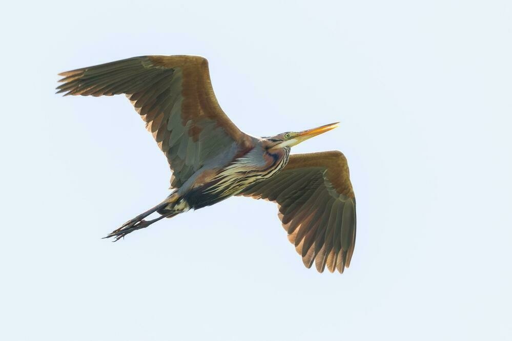 Purple heron in flight seen from below.