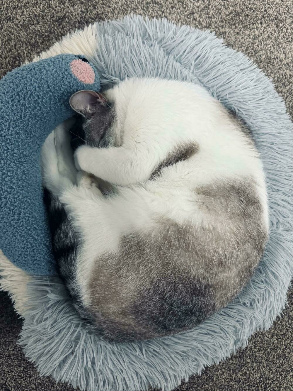 Our cat Dunkin on his round cat bed curled in a ball sleeping with his face tucked under his paw. 