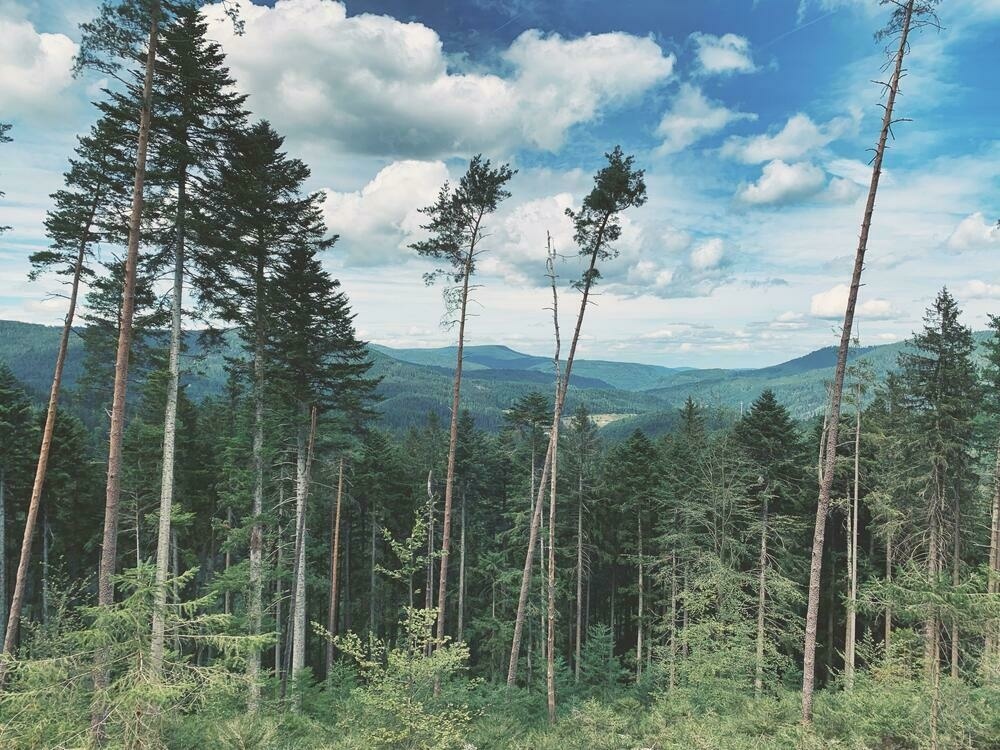 A panoramic view of the Schwarzwald national park in Southern Germany, from a recent trip of mine. Wooods and mountains, for as far as the eye can see.