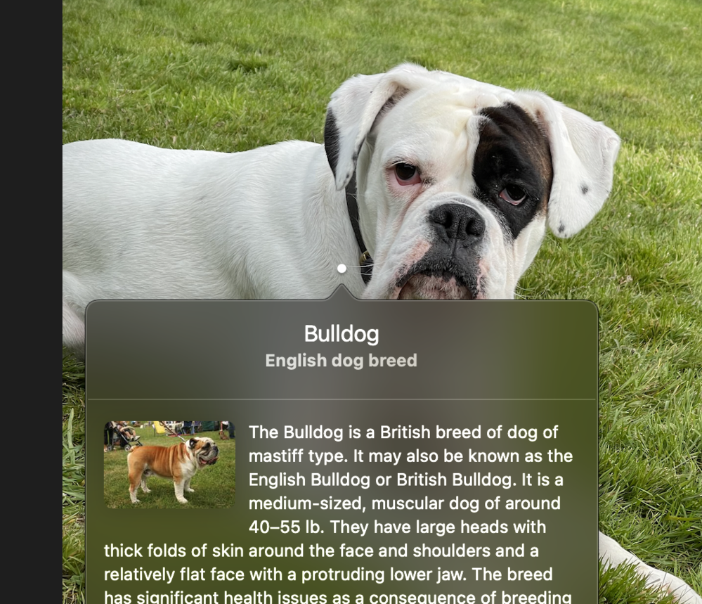 Photograph: boxer dog.
Apple pet detection: “Bulldog”