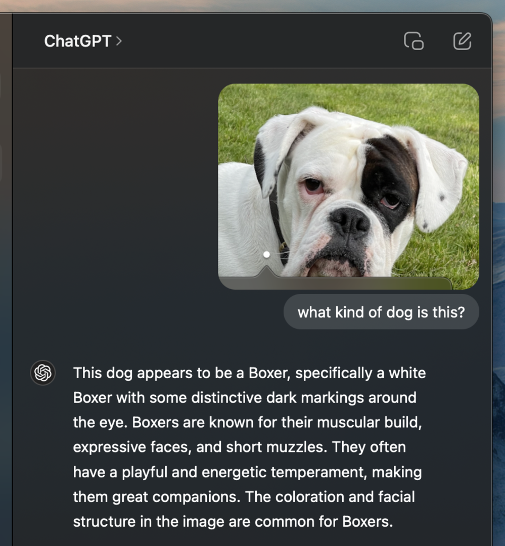 ChatGPT:

This dog appears to be a Boxer, specifically a white Boxer with some distinctive dark markings around the eye. Boxers are known for their muscular build, expressive faces, and short muzzles. They often have a playful and energetic temperament, making them great companions. The coloration and facial structure in the image are common for Boxers.
