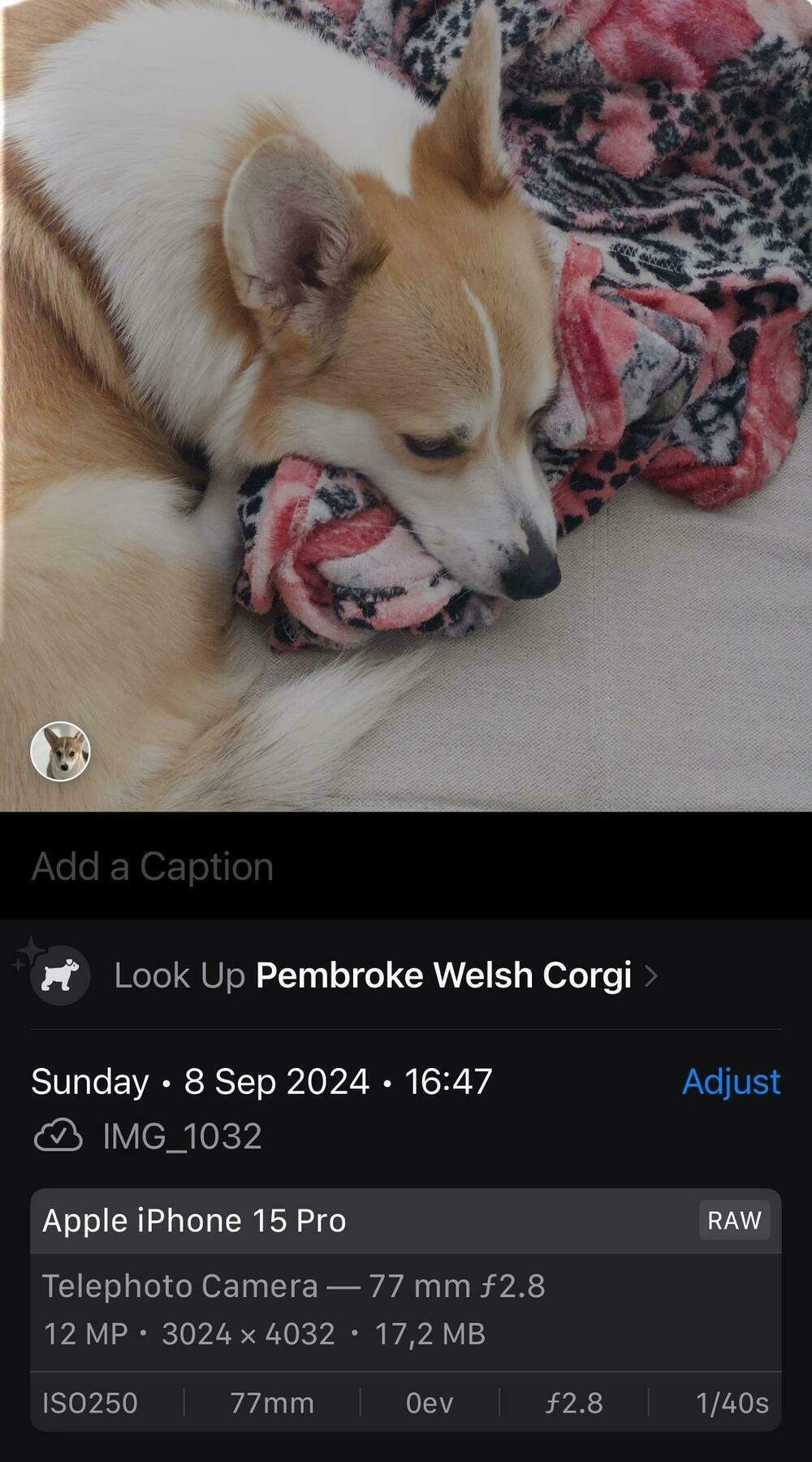 Screenshot of the photos app on iOS showing a picture of a corgi laying on the couch. Below the picture there’s a dog icon and the title “Look up pembroke welsh corgi”. 