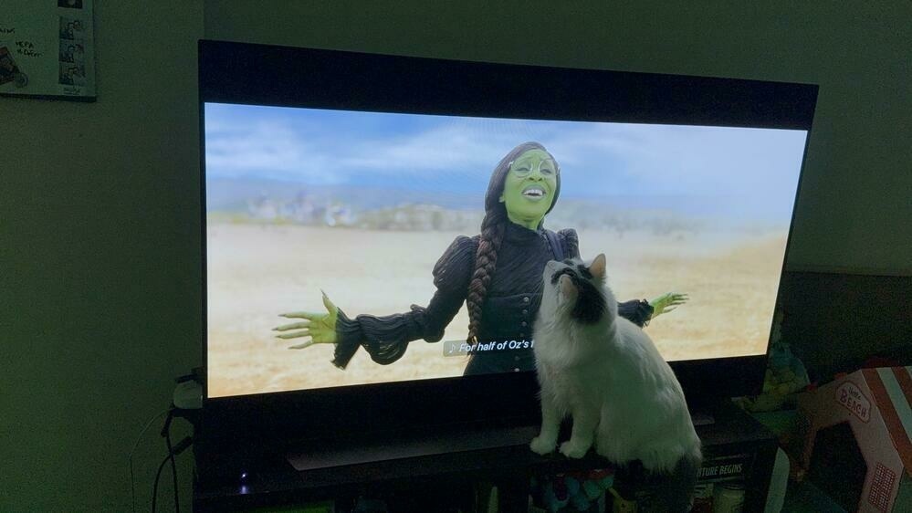 A fluffy white and gray cat sits in front of a television screen, appearing to watch or interact with it. The screen displays a scene featuring a person with green skin, braided hair, and round glasses, wearing a black outfit and gesturing with arms outstretched. The background on the screen shows an open, desert-like landscape.