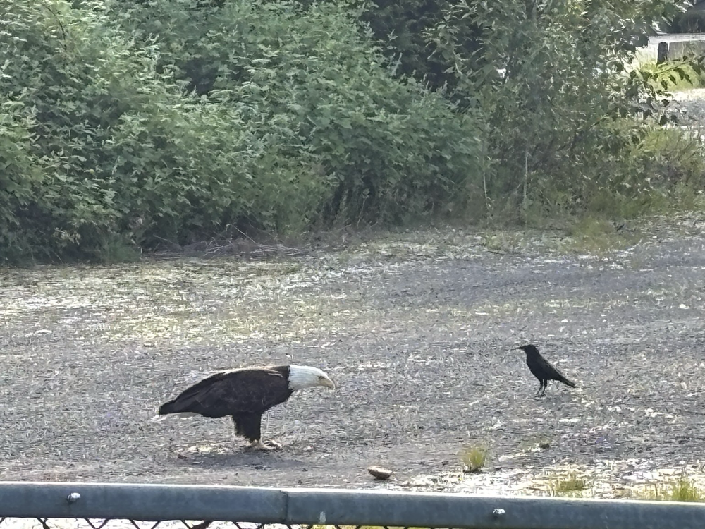 A bald eagle and a crow standing on a gravel road eating a doughnut