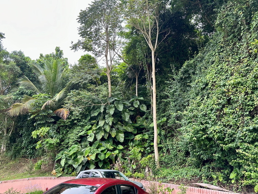 Dense tropical foliage with various trees and large-leaved plants. Part of a red vehicle and a silver vehicle are visible in the foreground, parked near a low red wall.